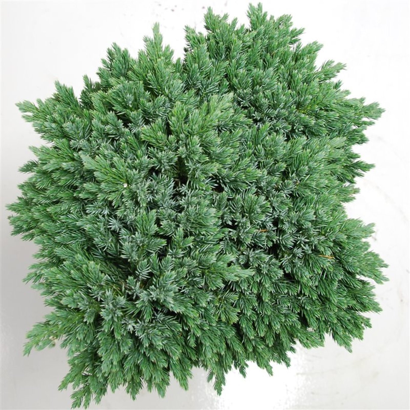 Juniperus squamata 'Blue Star' - 75 CM Stem C25